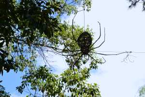 carrick hill 2014 (13)